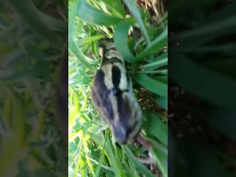 camera iphone 8 plus apk Russian tortoise and a ball python enjoying outside