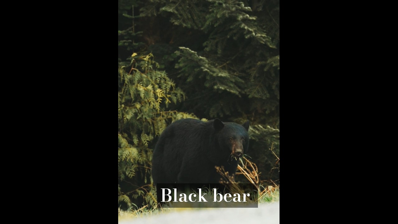 Black bear #nature #bear