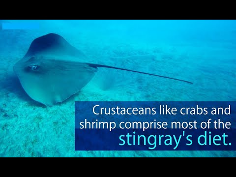 What Do Stingrays Eat