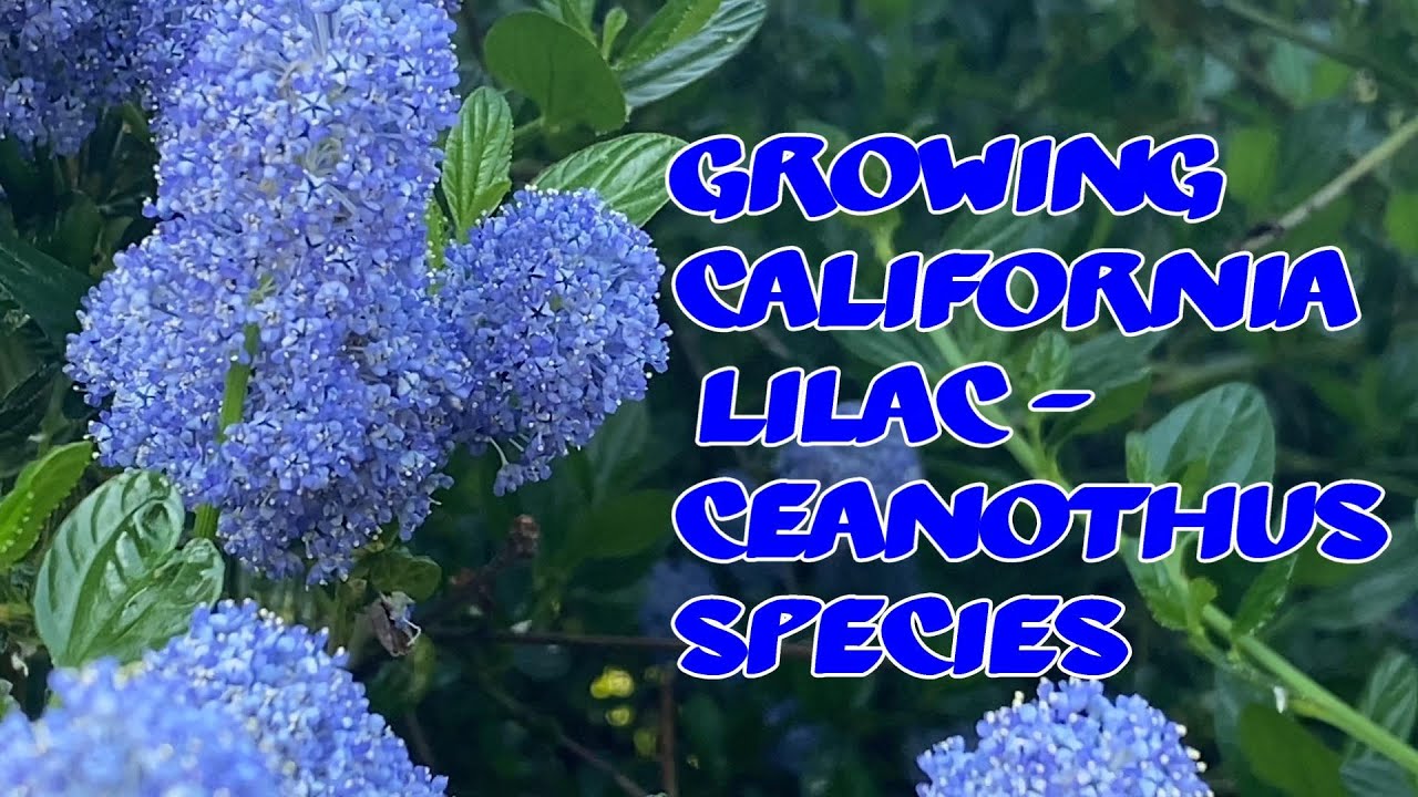 Growing California Lilac - Ceanothus