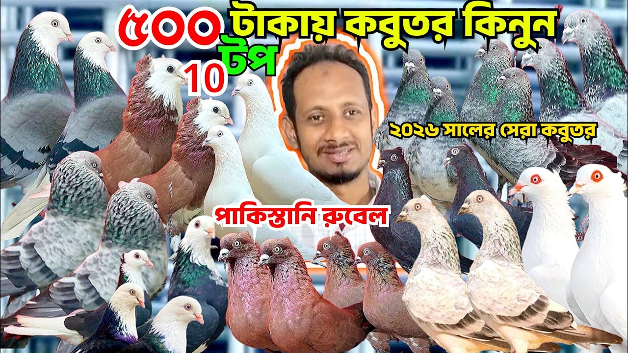 ৫০০ টাকায় কবুতর কিনুন,লাল গররা কবুতর। সিলবার গিরিবাজ, বেজি কবুতর,পাকিস্তানি কবুতর। চিলা,রুবেল কবুতর 