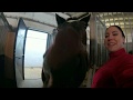 When a horse gives you a kiss / když vám kůň chce dát pusu :-)