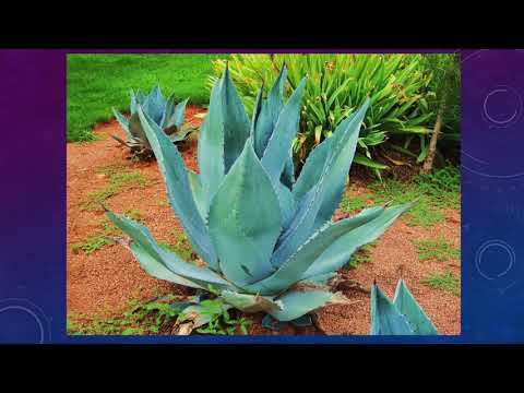 Клеточное строение листа