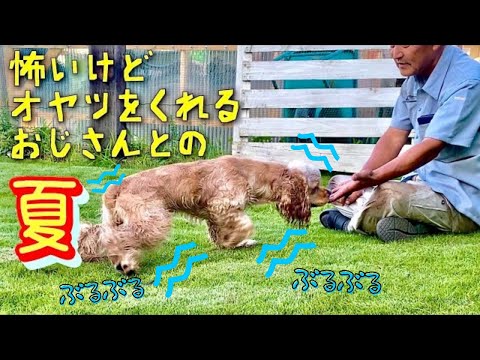 ビビりながらおじさんと過ごす夏の日の2021［アメリカンコッカースパニエル］