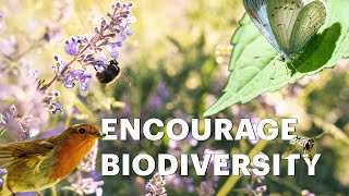 5 Ways to Boost Biodiversity in your Garden