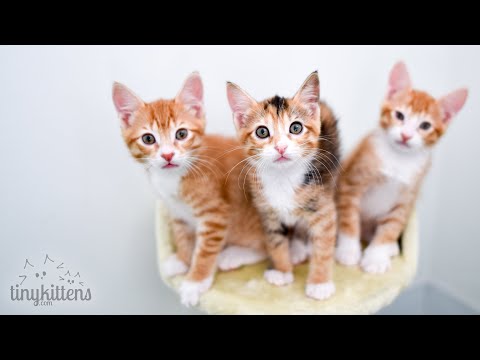 live:-feral-catermelon-stella-and-her-newborn-kittens!