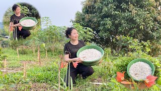 Taking care of ducklings, tending vegetable and flower gardens, harvesting sapodillas and eggplants