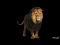 صوت اسد مؤثرات مونتاج صوت اسد مؤثرات مونتاج