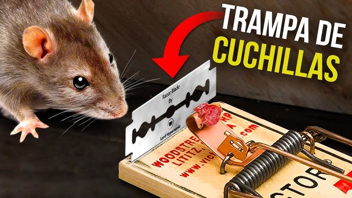  TOIUOT Trampas para ratones para interiores para el hogar, trampa  para ratones eficaz de sensibilidad rápida, potentes trampas para ratas en  interiores con diseño similar a los dientes, trampas sanitarias  reutilizables