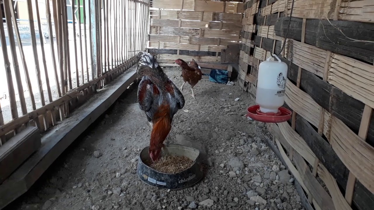 Ternak ayam Bangkok Pemula usia 6 bln.dah mulai bertelur 