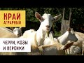 Черри, козы и персики | «Край аграрный»