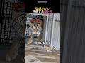 登場だけで圧倒する母トラ