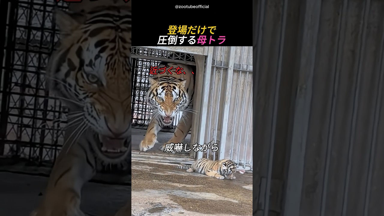 登場だけで圧倒する母トラ