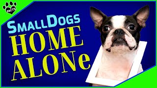 Top 7 Small Dogs That Can Be Left Alone All Day  Dogs 101