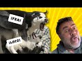 ¿Cómo es Vivir con una familia de huskies? Mira este vídeo 🙈¡Una locura! 🤣