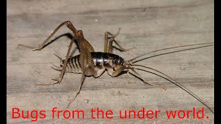 How to get rid of spider crickets/sprickets