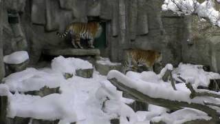 雪面を歩くアムールトラ (円山動物園)