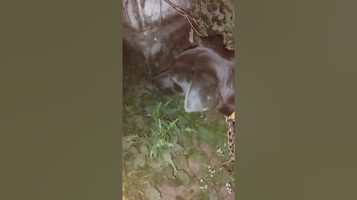 #public #dog video