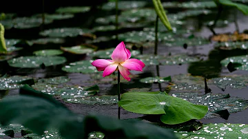 Return to nature, pursue a natural life 回歸自然 追求自然的生活 雨の音ストレス解消