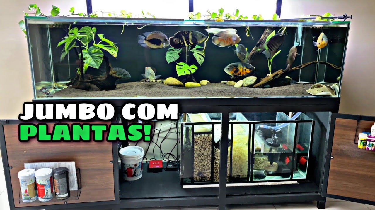 AQUÁRIO JUMBO DE 2 METROS COM PLANTAS NATURAIS