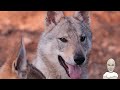 Τσεχοσλοβάκικο Λυκόσκυλο - Czechoslovakian Wolfdog. Καλεσμένος ο Λευτέρης Γεωργάτος από το Wolf Saga