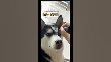 Những clip thú cưng vui nhộn #62 #shorts #youtubeshorts #short