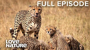 Lion and Cheetah Cubs Learn to Hunt Like Their Parents | Creative Killers Ep103