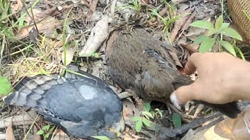 Hunting yos hav zoov cuab qaib qus