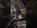 Never the right thing - lore #idkwhatimdoingwithmylife #dragonpuppets #lore #fyp