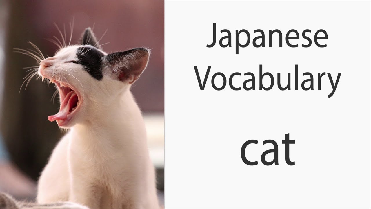 Learn How to Say Cat in Japanese - the Ultimate Guide