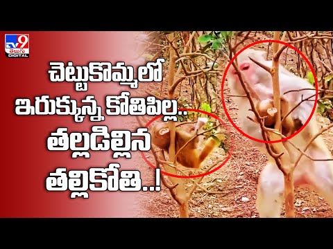 చెట్టుకొమ్మలో ఇరుక్కున్న కోతిపిల్ల..తల్లడిల్లిన తల్లికోతి..!@TV9TeluguDigital