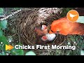 Two Cardinal Chicks First Morning in the Nest [Cardinal Nest Day 2]