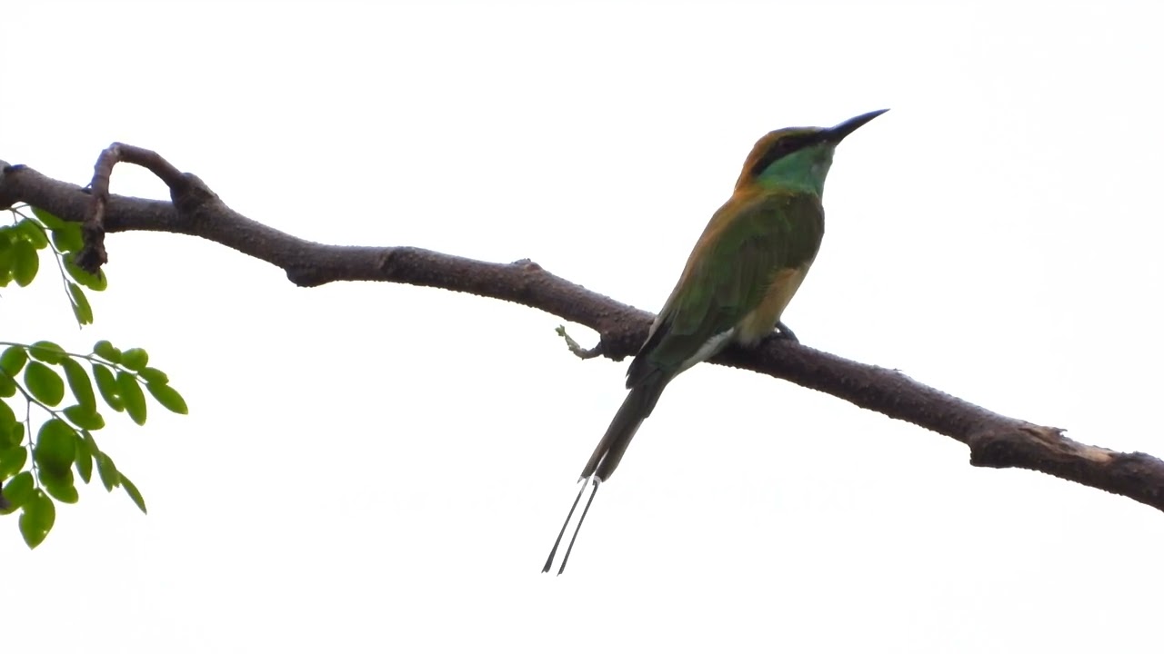 Green Bee-eater a cute nattily attired bird in smart greens, launches out from perch, after insects