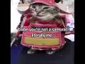 Im a samurai #funny #memes #cats #cute