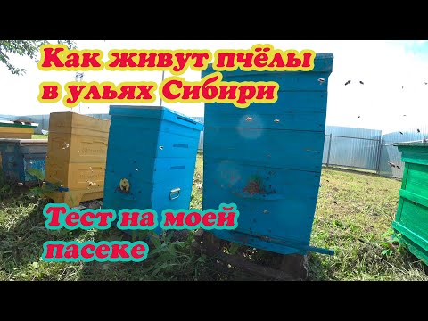УЛЬЯ СИБИРИ, ПОСЛЕ ДВУХ ЛЕТ ЭКСПЛУАТАЦИИ, А НЕСУТ ЛИ В НИХ ПЧЁЛЫ МЁД