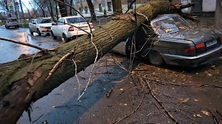 На Ерошевского упало дерево на два "ретро" автомобиля. Проезд перекрыт полностью.