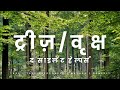 द साइलेंट हेल्पर्स : ट्रीज़/वृक्ष