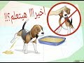 اسهل واسرع طريقه لتدريب الكلب على الحمام التويليت بالتفصيل