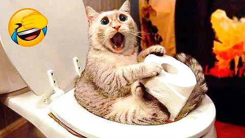 Watch the video about Funny Cats Being Silly.Funny Cat Videos Compilation.Funny Cat Videos.