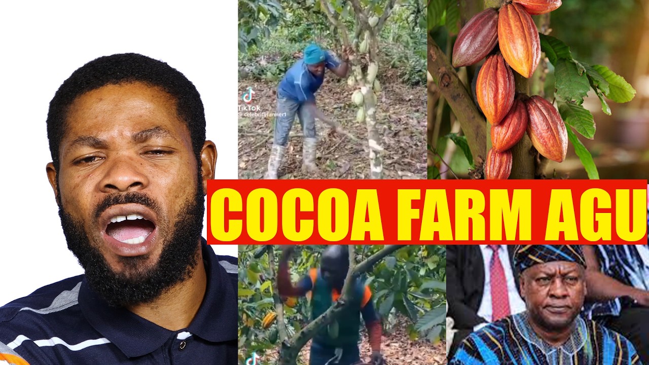 Cocoa Farmers Rage: Cutting Down Trees for Galamsey After Shocking Price Cut in Ghana!