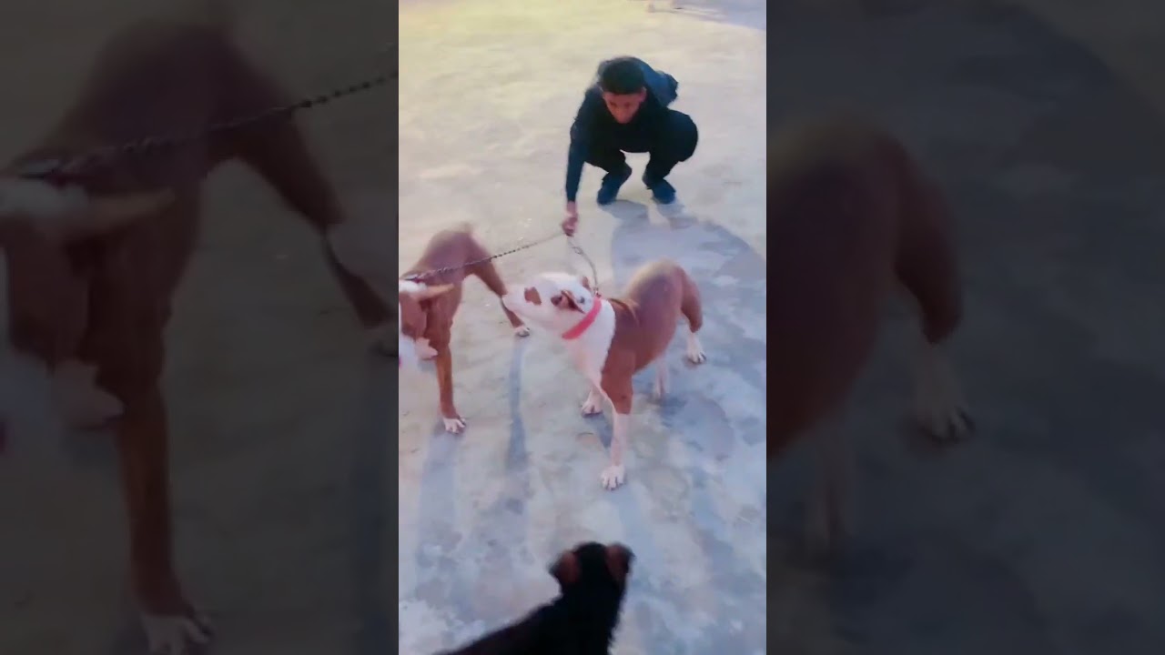 German shefard+pitbull