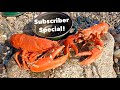 LOBSTER FORAGING With SUBSCRIBERS ! Epic Coastal Foraging With BEACH COOK UP