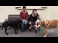 Sugar-free ice-block for dogs