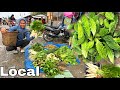 Local vegetables  available in market  village life 