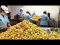 Golden Berry Harvesting Picking and Packing - Amazing Agriculture Golden Berry Farming Technique