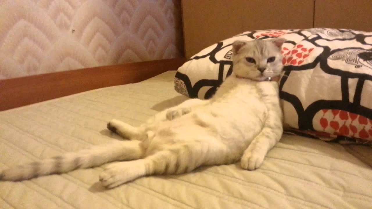 смешные котята Фотки как трахуются котята