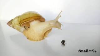 Baby snail with parent Giant Snail (Achatina fulica)