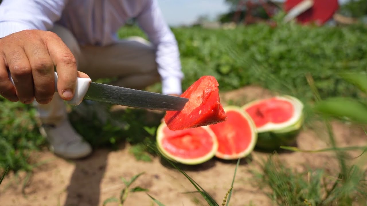 Agro Saúde e Cooperação - Produção de Melancia