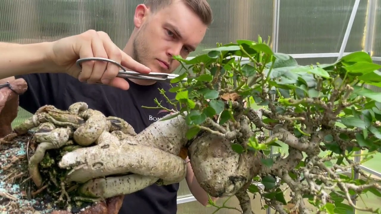 Уменьшение количества листьев у морского гибискуса | The Bonsai Supply