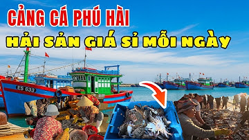 🦐 Cảng cá Phú Hài Phan Thiết – Nơi mua hải sản tươi ngon tận gốc, giá rẻ bất ngờ cho mọi nhà